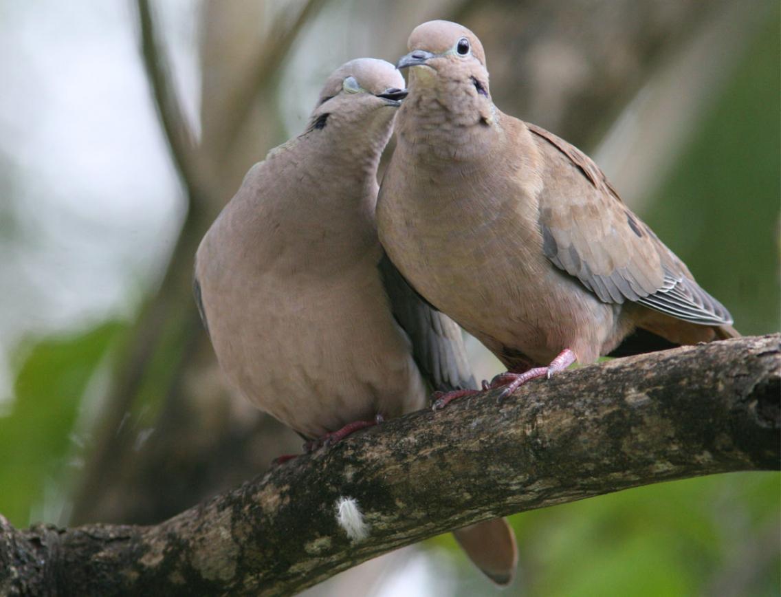 الاســـم:	Dove.jpg
المشاهدات: 19106
الحجـــم:	86.6 كيلوبايت